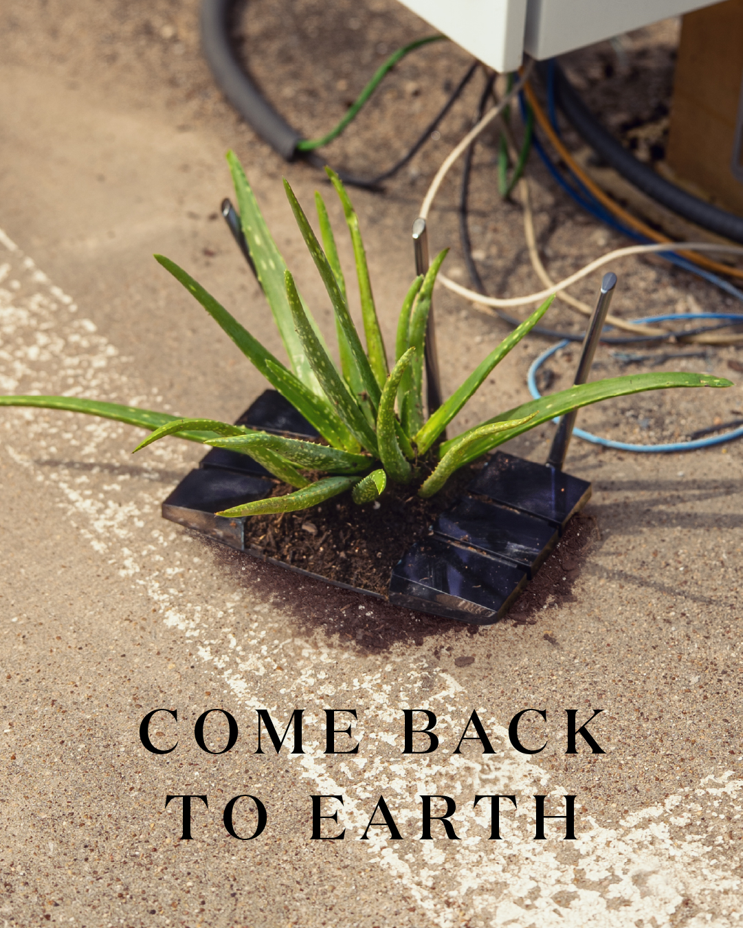 Miracle-Gro Earth Day social post 47
